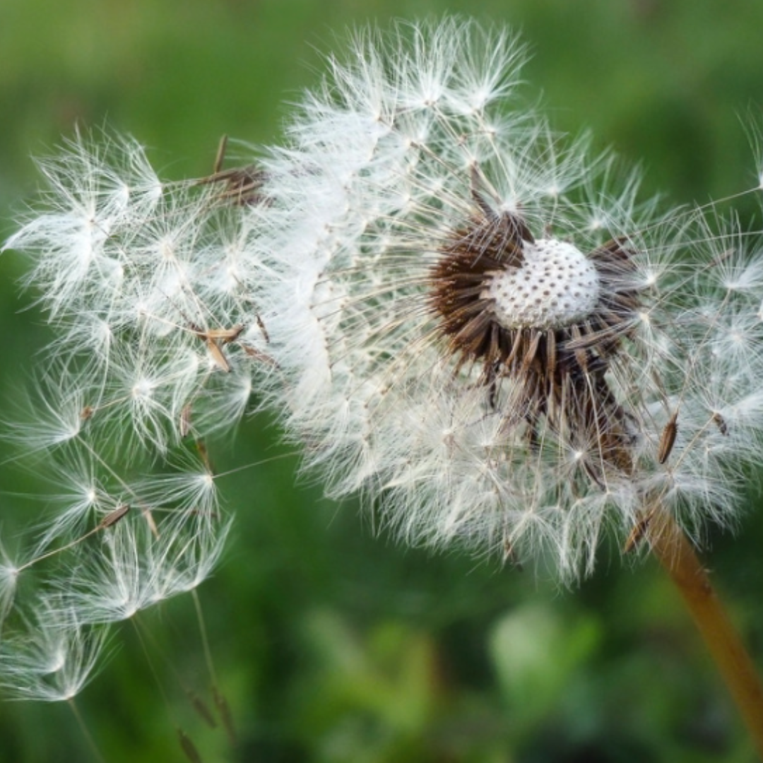 Les effets de l’allergie au pollen sur la santé visuelle