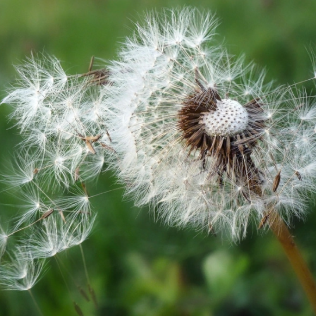 Les 6 Effets De L’Allergie Au Pollen Sur Votre Santé – PTQMZ