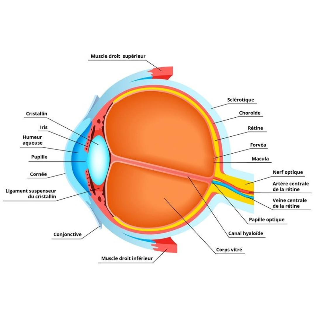 Le Fonctionnement de l'Œil